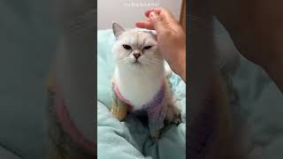 #latest #cat #shorts #pets #dog #animals #cute #love #kitty #trending #viral #facts #fyp #new #yt .