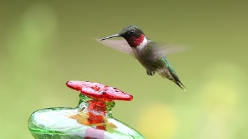 Ruby Throated Hummingbird @ 120 FPS (Canon R1)