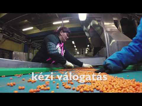 Videó: Homoktövis-narancslé Főzése