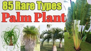 85 Rare kind of Palm Plants with names | Palm Plant Varieties | Plant and Planting