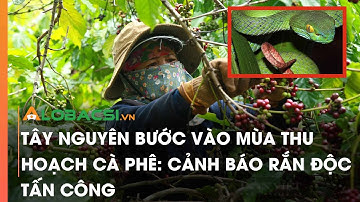 Tây Nguyên bước vào mùa thu hoạch cà phê: Cảnh báo rắn độc tấn công