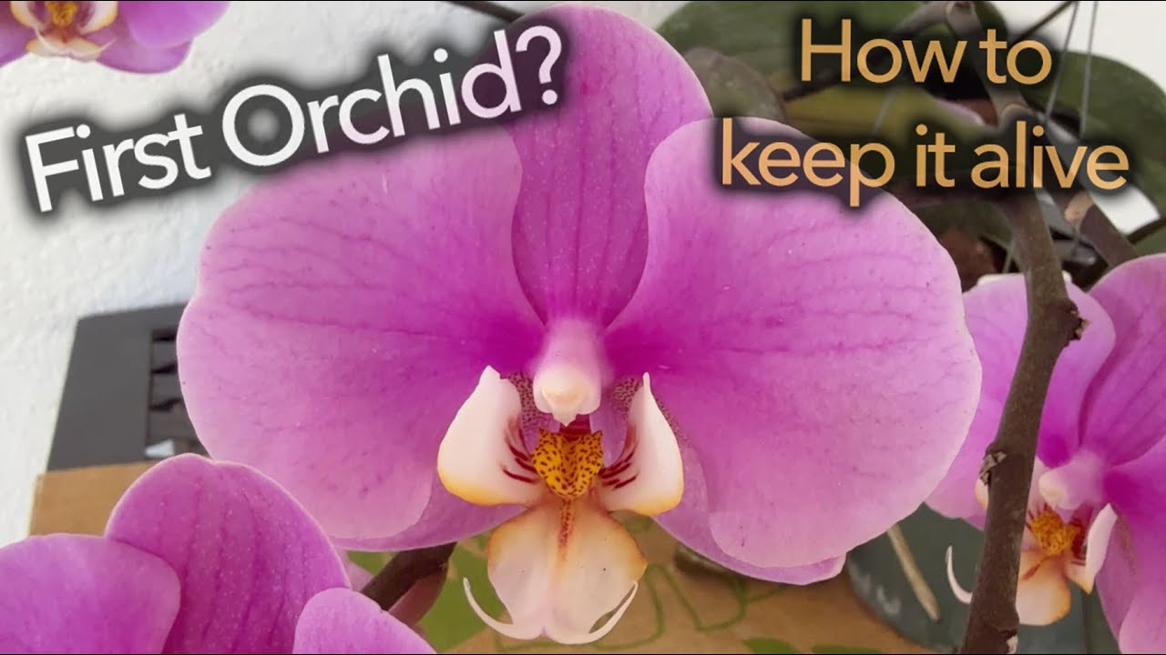 Первая орхидея? Как сохранить орхидею фаленопсис живой.