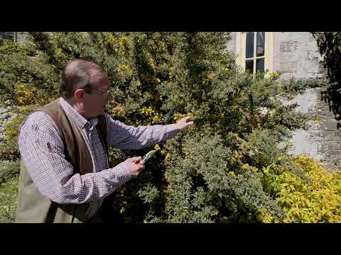 Video: Scotch Broom-vedlikehold - tips om beskjæring av en skotsk kostbusk