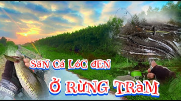 Săn cá lóc đen ở rừng tràm u minh || câu cá lóc mùa nước rút ở rừng || @duphanfishing69camau