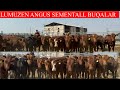 LUMUZEN ABERDEEN ANGUS SEMENTALL BUQALAR KELDI