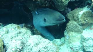 Moray Eel attempts to attack diver - free dive Red Sea