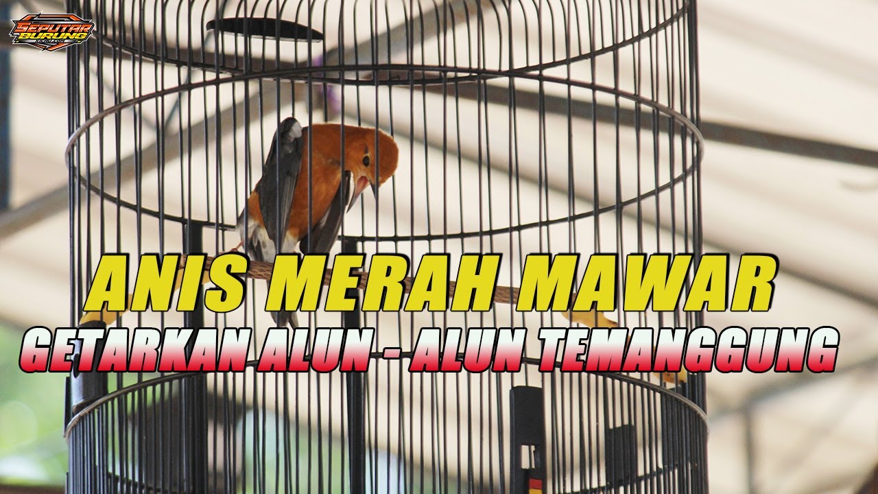 ANIS MERAH MAWAR GETARKAN ALUN - ALUN Kota TEMANGGUNG