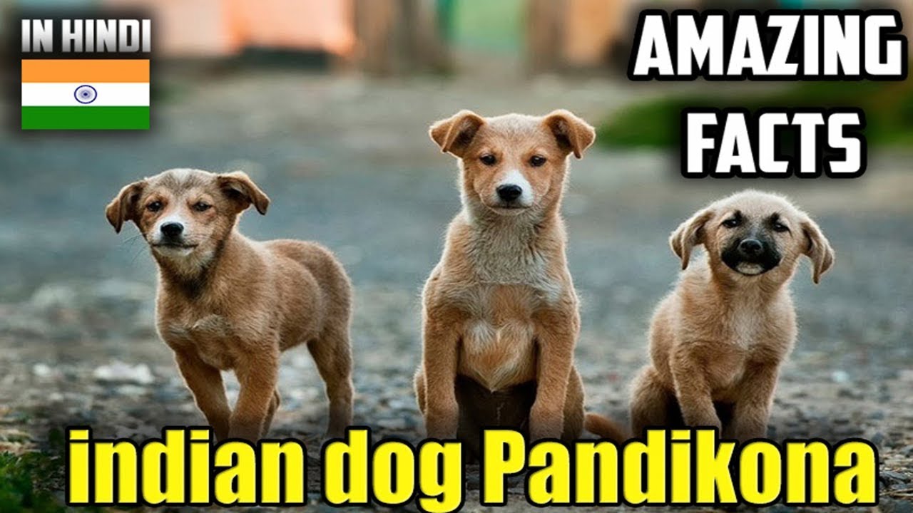 indian dog | Pandikona | amazing facts in hindi | Animal Channel Hindi - YouTube