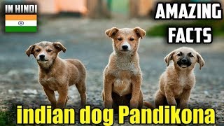 indian dog | Pandikona | amazing facts in hindi | Animal Channel Hindi