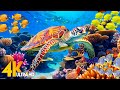 Ocean 4k  sea animals for relaxation beautiful coral reef fish in aquarium 4k ultra 73