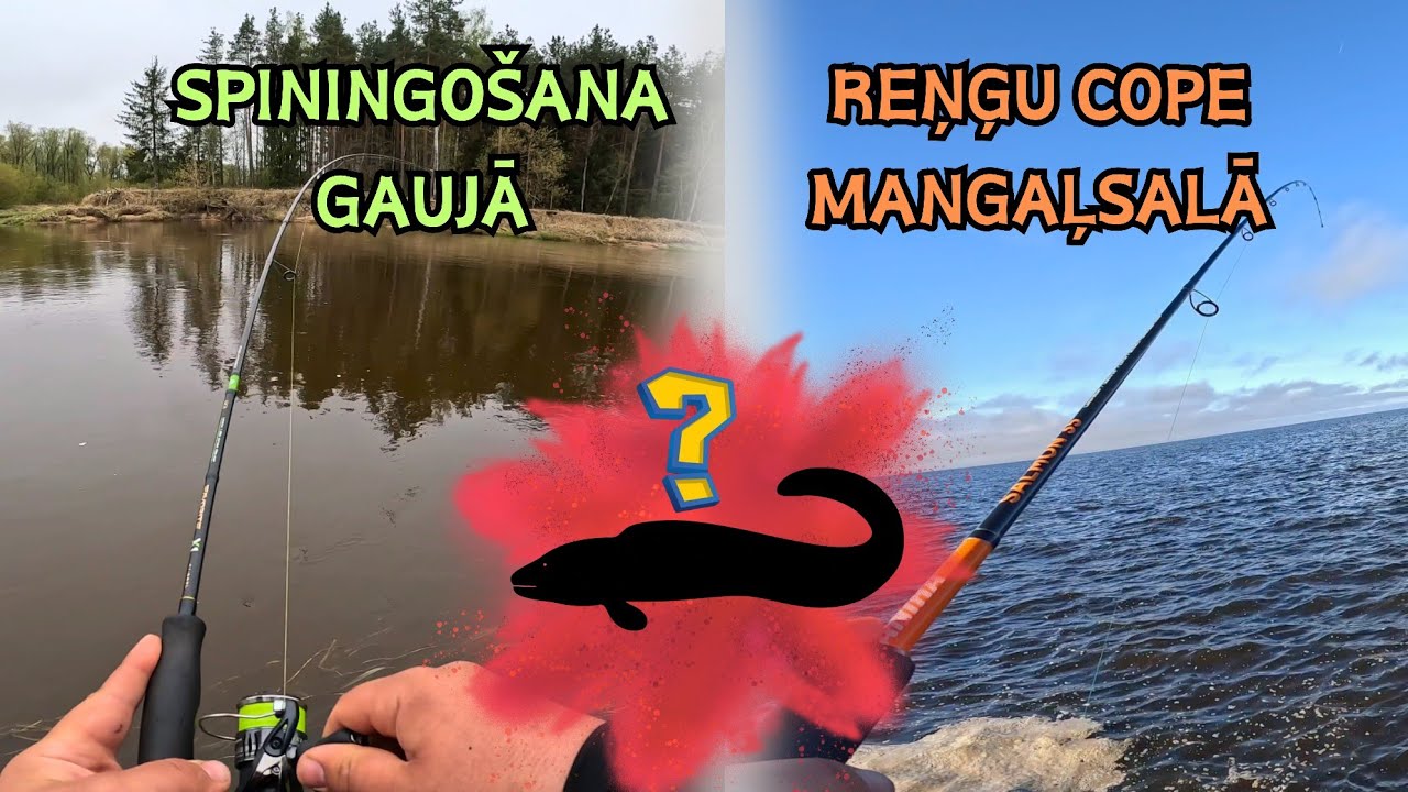 Jauna zivju suga un Lieldienu cope kopā ar @generalexee! Spiningošana Gaujā un reņģu cope!