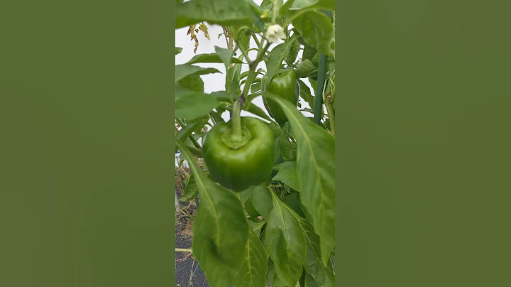 Pepper plants grow much better in the fall weather "bell peppers" #gardening #garden - DayDayNews