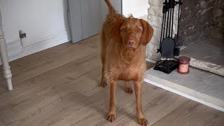 Wire Haired Vizsla ‘helps’ with chores