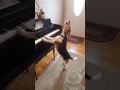 Video Mira cuando un perro toca el piano y canta