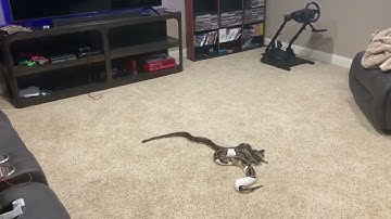 My 28 Year Old Ball Python KHA.  Throwback to 2021!