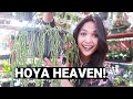 HUGE HOYA Plant Shopping! | HOYA Plants for Sale!