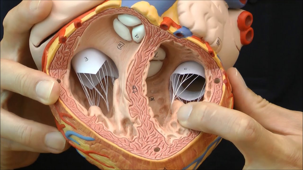 大きな心臓模型 内部まで詳細に再現されています G12 Youtube