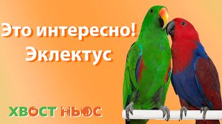 Это интересно! Эклектус 🦜