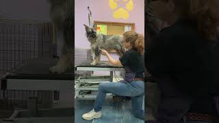 Part Three Section Stripping the Standard Schnauzer