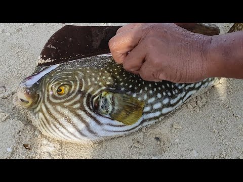 cara nelayan membuka racun ikan buntal/fugu. ikan beracun yang sangat mematikan