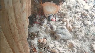 Pár orlosupů bradatých v Zoo Ostrava odchovává mládě - poprvé zcela bez pomoci chovatelů