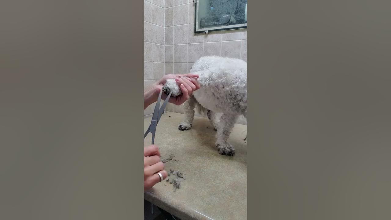 How to trim dogs hair on their feet & between the pads using scissors ...