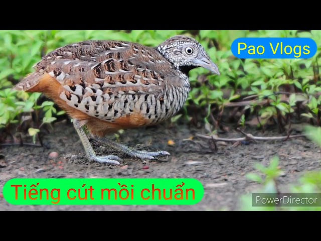 Tiếng chim cút mồi chuẩn cực nhạy bẫy là dính - Pao Vlogs class=