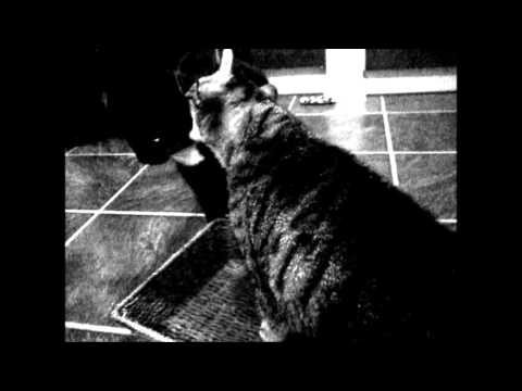 cat แปลว่า Best friends...