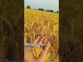 Harvest Explore Youtube Farmer Kisaanigold Wheat Gehu Goldenwheat Explorepage Like Harvest Explore Youtube Farmer Kisaanigold Wheat Gehu Goldenwheat Explorepage Like