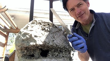 Wasps Nest In Attic