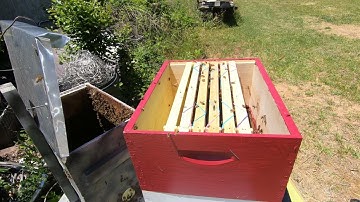 Swarm Trap Cutout Part 5 #swarmtrap #swarm #honeybee #bees #savethebees