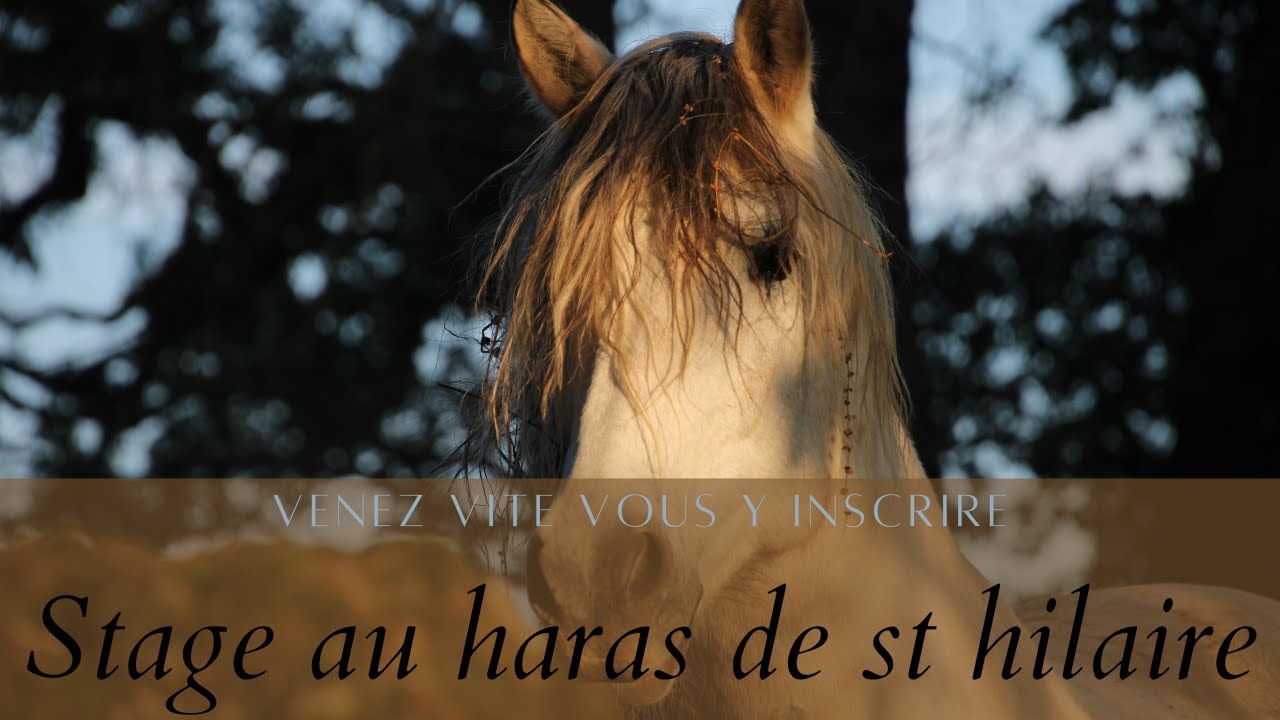 Stage au haras de st hilaire