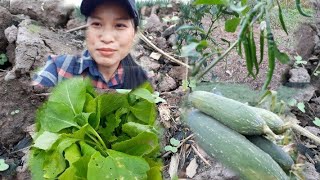 ใช้เวลาว่างให้เป็นประโยชน์โดยการปลูกผัก🥦🥬หาอาหารในสวน