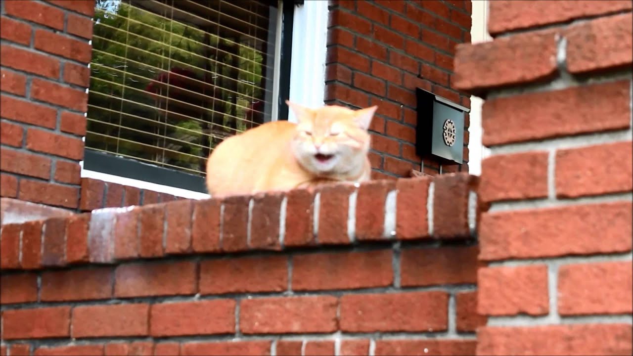 Air Horn Scaring the fat sitting cat Animals Heaven Air Horn Scaring the fat sitting cat Animals Heaven