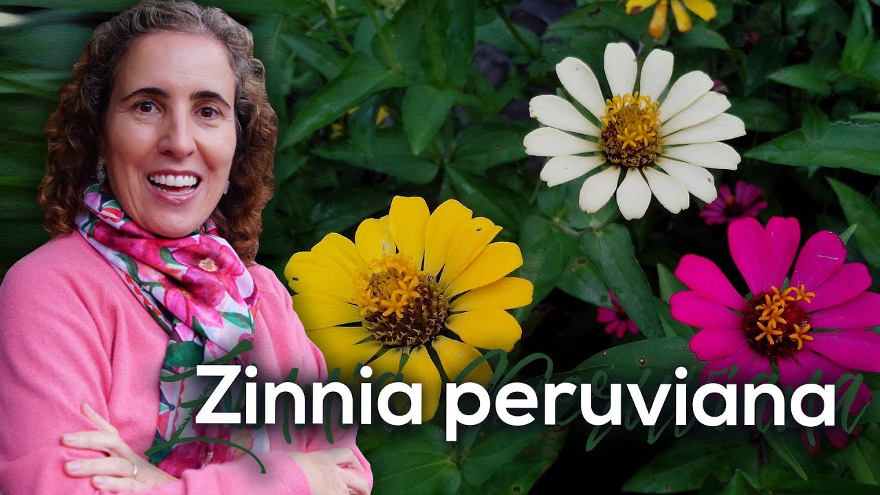 ZÍNIAS - COLORIDAS, VISTOSAS E COMESTÍVEIS! | Nô Figueiredo - thptnganamst.edu.vn