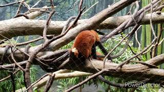 Red ruffed lemurs sounding an alarm