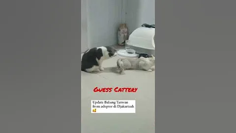 Video 2272971: cat britishshorthair kucing kitten, kitten britishshorthair kitty, britishshorthair cat cute kucing, kitten british kitty, adopt british, kittycat kitties