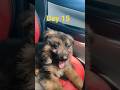 karuppan 🐶 AC Parithabangal #cutepuppy #karuppan #gsds