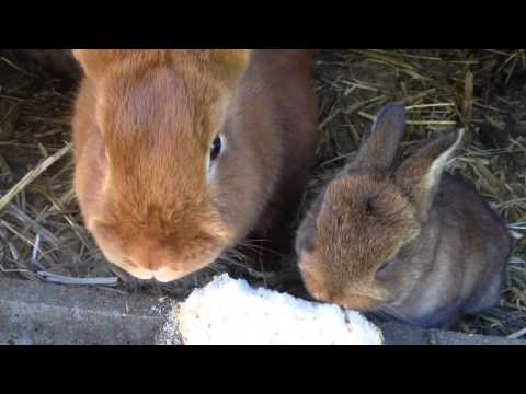 Vidéo: Les lapins peuvent-ils manger de la ciboulette ?