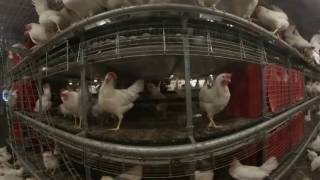 Baltika2 — Cage Free Egg Production Systems for hens / Free Range Egg Farm