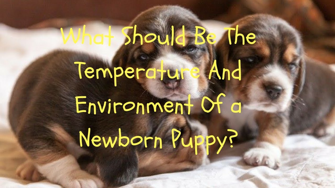 what temperature should puppies be in