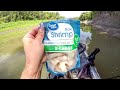 Fishing with shrimp for big catfish