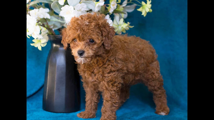 Toy poodle puppies for sale in houston tx craigslist