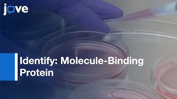 Live-cell Photoaffinity Labeling:Binding Proteins (Native Environment)