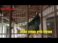 burung jalak kerbau bicara jelas,paling cerdas