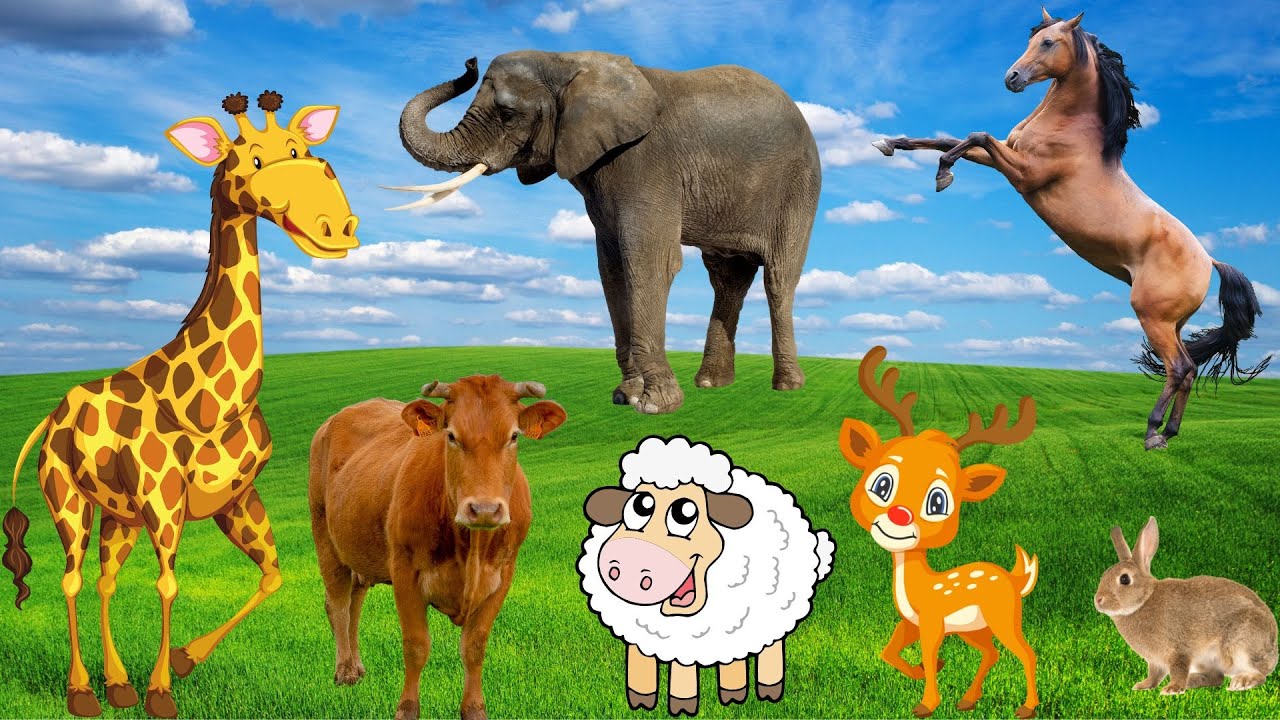 Cow elephant