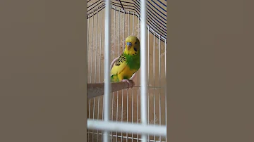 Сколько должен есть попугай в сутки