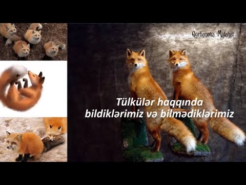 Video: Şimali Amerikanın ən Böyük çayı