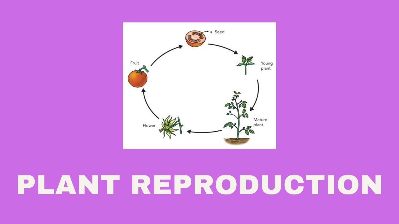 Plant Reproduction YouTube