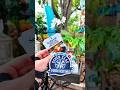BEST Theme Park Food Festival?! 🤯 | #Shorts #SevenSeasFoodFestival